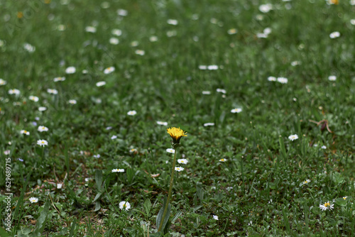 One yellow dandelion in the middle of grass and flowers.