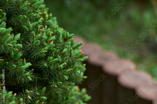 Picea abies Gold Nugget. 