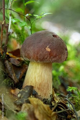 Porcini mushroom in Scotland