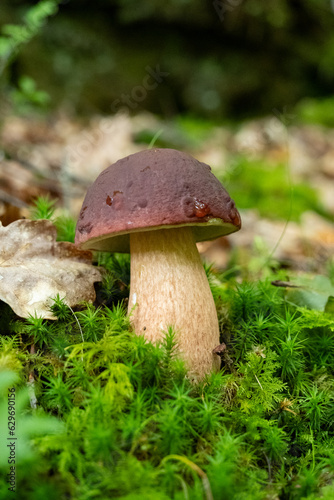 Porcini mushroom in Scotland