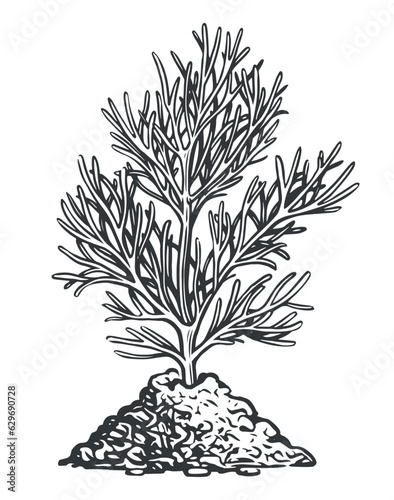 Growing plant from the ground. Sapling drawn in sketch style. Vector illustration
