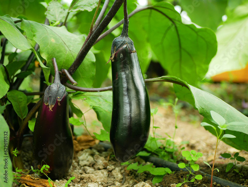 Eggplant ripe harvest close-up Solanum melongena aubergine brinjal bio green vegetable baigan bush black farmer farming greenhouse folio fresh farm garden harvesting detail food plant Europe photo