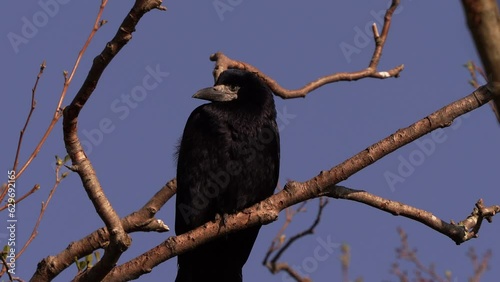 A rook (Corvus frugilegus) resting on a branch in early spring photo