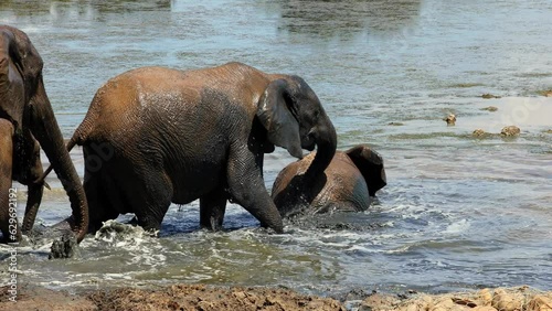 African elephants (Loxodonta africana) playing in a muddy waterhole, Addo Elephant National Park, South Africa