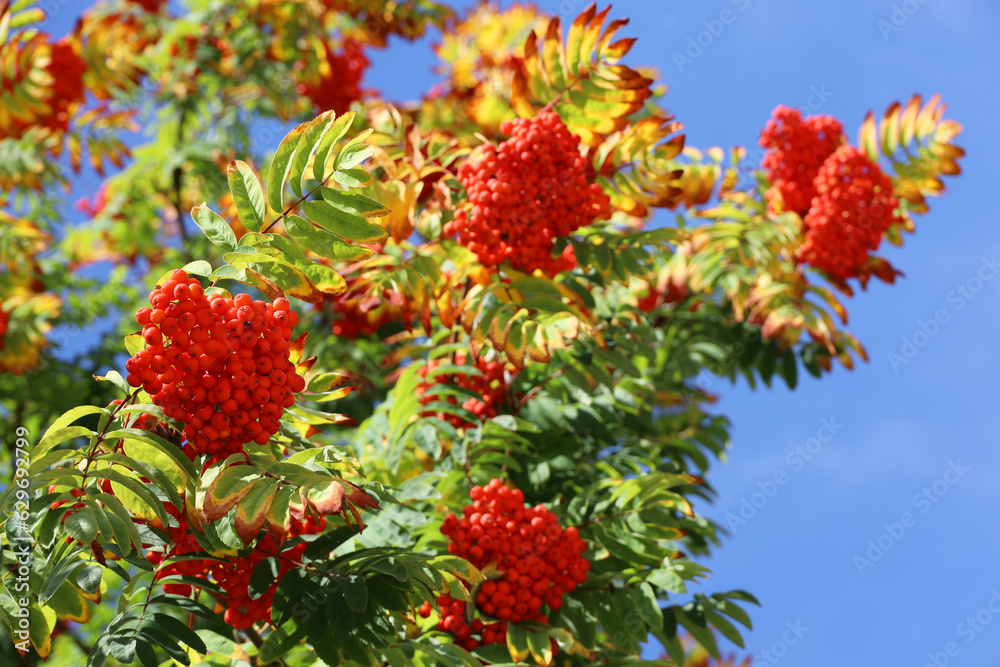 Rowan berries growing on a tree branches on blue sky background. Medicinal berries of mountain-ash