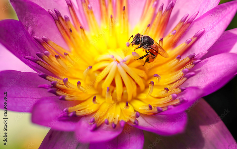 Close up purple lobe and yellow pollen, contrast color of lotus flower blooming, Water lilies, aquatic plant with bees or insects inside. Close up purple lobe and yellow pollen, contrast color of lotus flower blooming, Water lilies, aquatic plant with bees or insects inside.