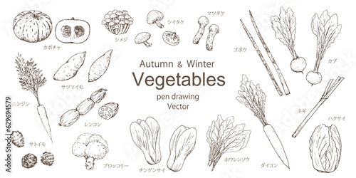 Fototapete 秋と冬の野菜セット　手描きペン画　ベクター