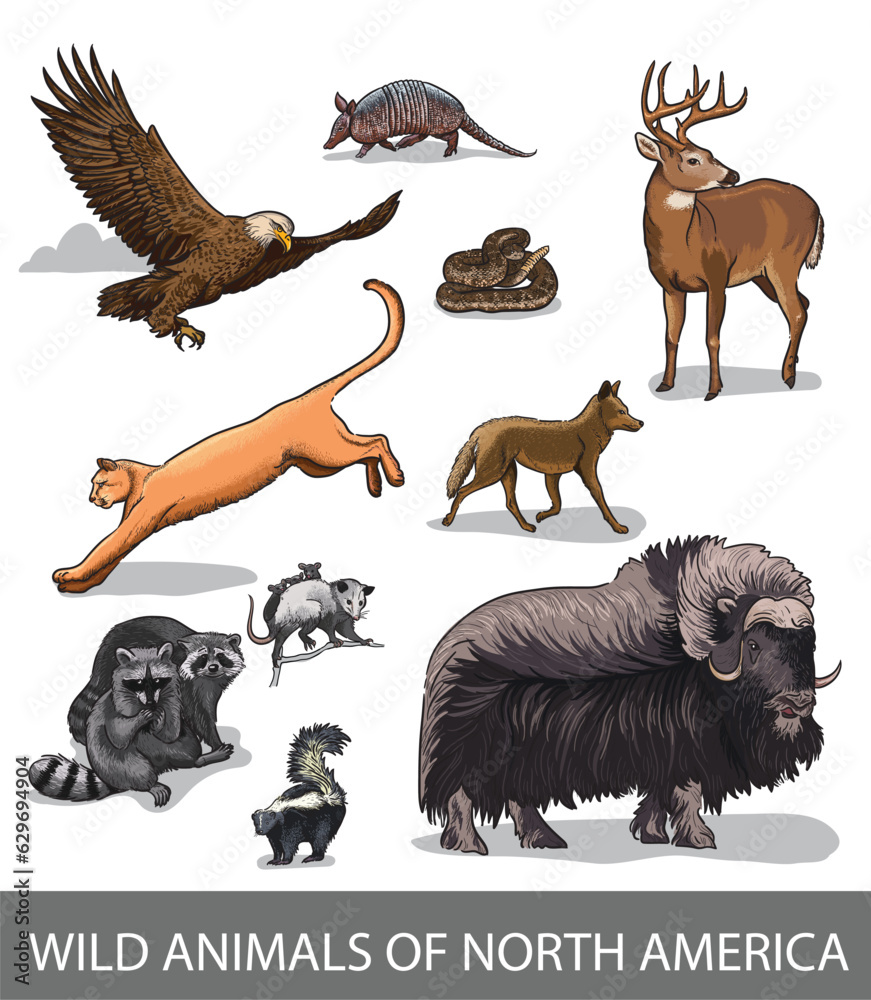 Table of pictures of wild North American animals. Raccoon, bison