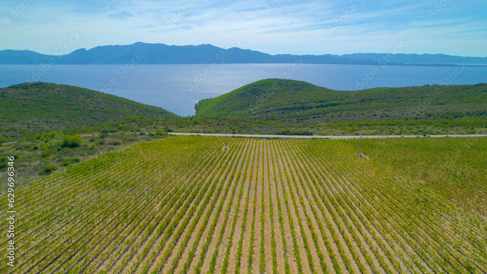 AERIAL: Long rows of growing vines and picturesque view on top of island Hvar