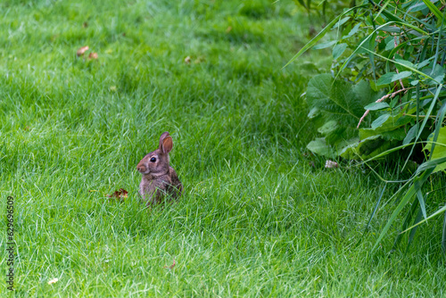 Cottontail Rabbit Sitting In The Grass In Summer © Barbara