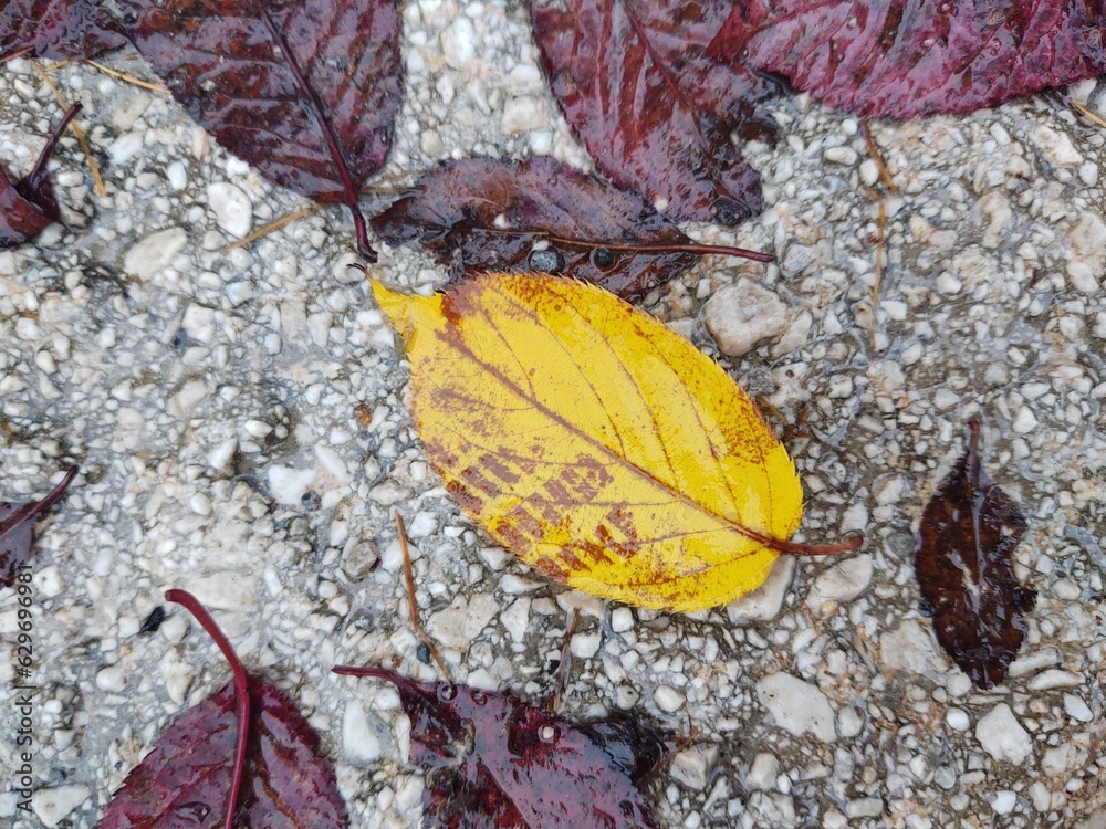 Autumn colorful leaves on the ground and on the trees. Autumn colorful leaves on the ground and on the trees.