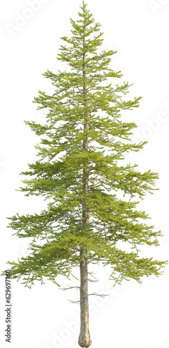 Side view of pine tree
