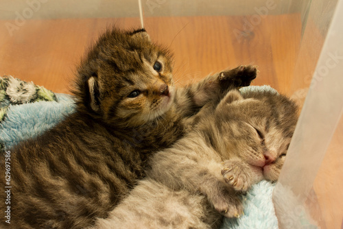 Cute tabby kittens sleep on a plastic neonatal box. Cats rest napping on bed. Comfortable pets sleep at cozy home