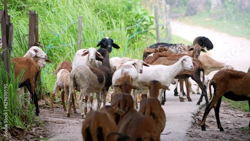 Slow motion herd of goats walking down a dirt road