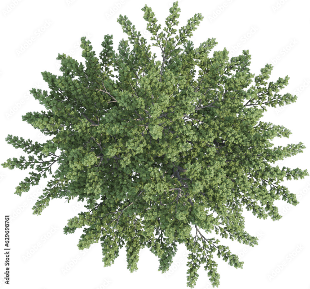 Top view of pine tree Top view of pine tree