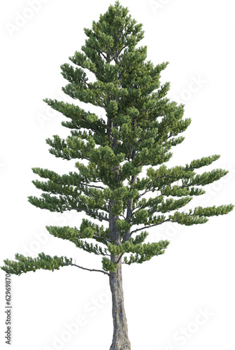 Side view of pine tree photo