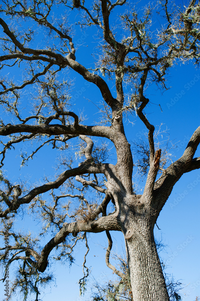 a low angle view of a tree in a field
