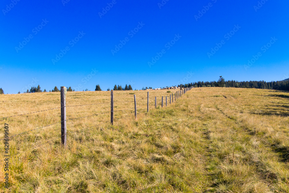 Dry mountain pasture with clear blue sky, useable as banner or background