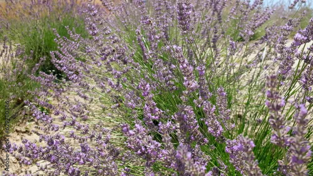 Lavender flowers on the wind. Blooming lavender field. Bees collect nectar from lavender flowers Lavender flowers on the wind. Blooming lavender field. Bees collect nectar from lavender flowers