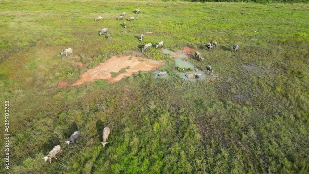 A herd of buffaloes walking and bathe in mud at lush green field. Aerial view A herd of buffaloes walking and bathe in mud at lush green field. Aerial view