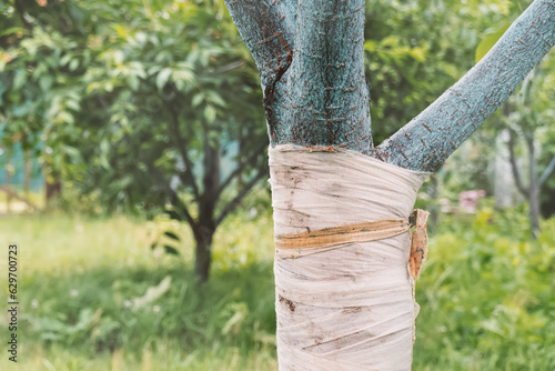 Apple tree trunk wrapped in bandage because its bark is cracked