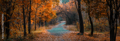 autumn forest with road