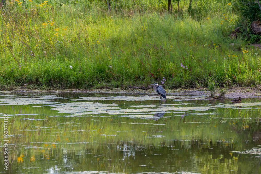 Juvenile Great Blue Heron And Mallard Ducks On The Pond In Summer Juvenile Great Blue Heron And Mallard Ducks On The Pond In Summer