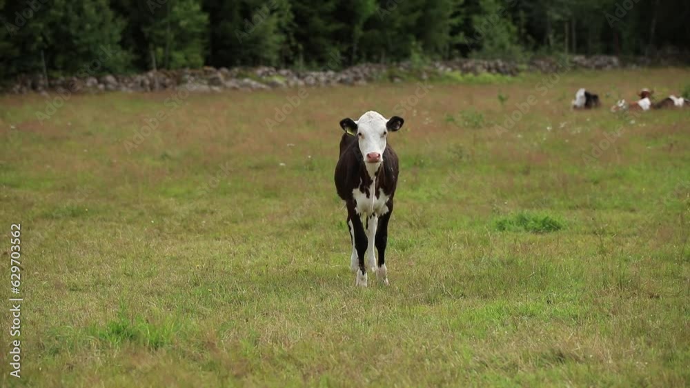 Cow Eating grass summer day in Ljungby Kronobergs län. Cow Eating grass summer day in Ljungby Kronobergs län.