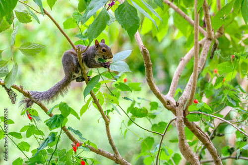 Squirrel Eating Purple Berries on a Tree Branch in City Park, New Orleans, Louisiana, USA © William A. Morgan