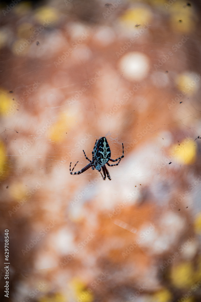 beautiful spider on the web beautiful spider on the web