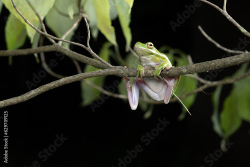 Green Tree Frog on a Branch with Dark Background