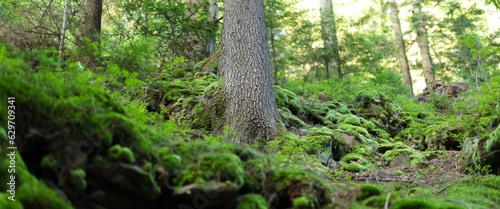 Tree trunk surrounded by green moss and ferns in a forest with other trees and foliage in the background. The image has a shallow depth of field.
