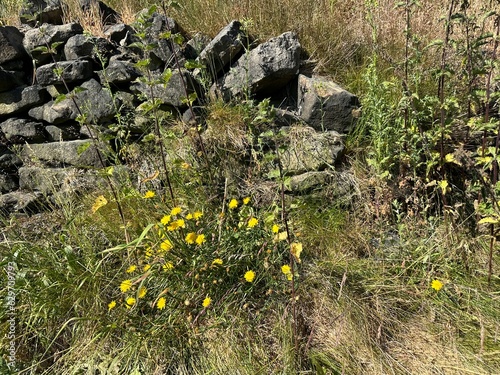 Broken down dry stone wall, with yellow wild flowers, and long grasses on, Helm Lane, Sowerby Bridge, UK photo