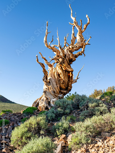 Bristlecone pine tree