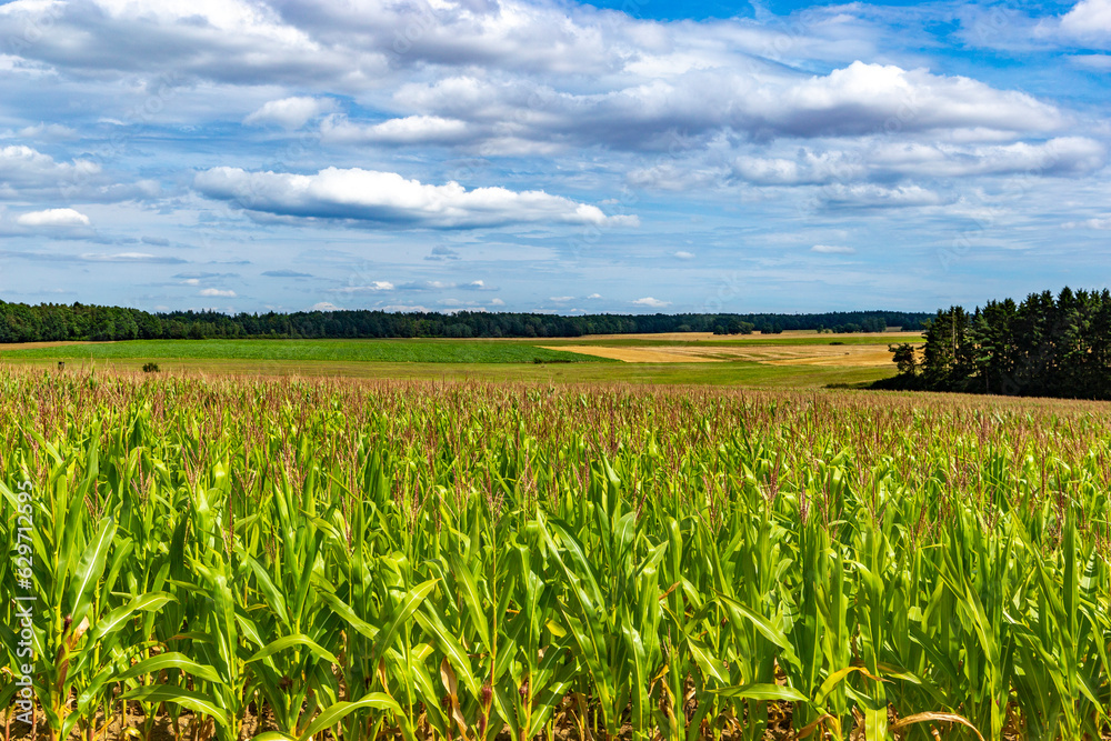 Corn field and blue sky.