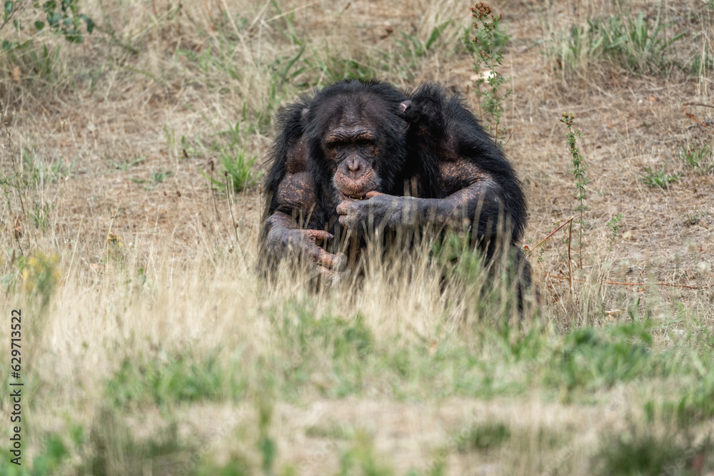 Chimpanzee in the zoo chill
