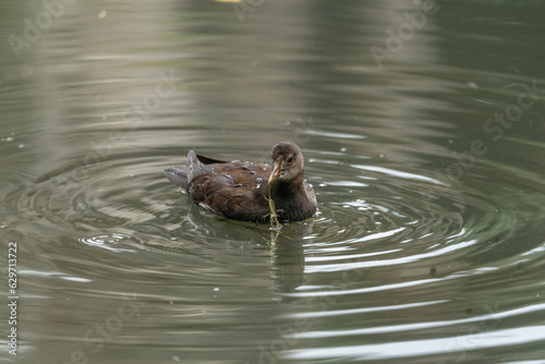 Duck bird swimming in the water