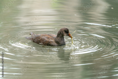 Duck bird swimming in the water