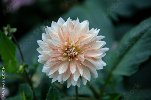 Close up of the pure white and pale orange Dahlia flower