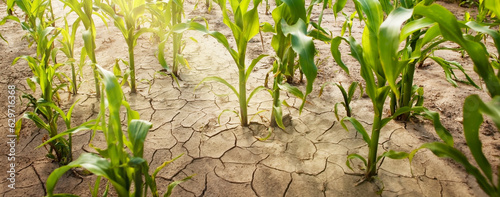 Corn field during drought, hot weather, cracked ground, dry soil.