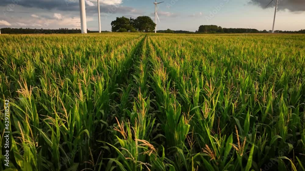 Aerial footage of sunset glow amongst blooming cornfields with tassels and wind turbines in the background.Sustainable agriculture: drone flight over maize field by onshore wind farm.