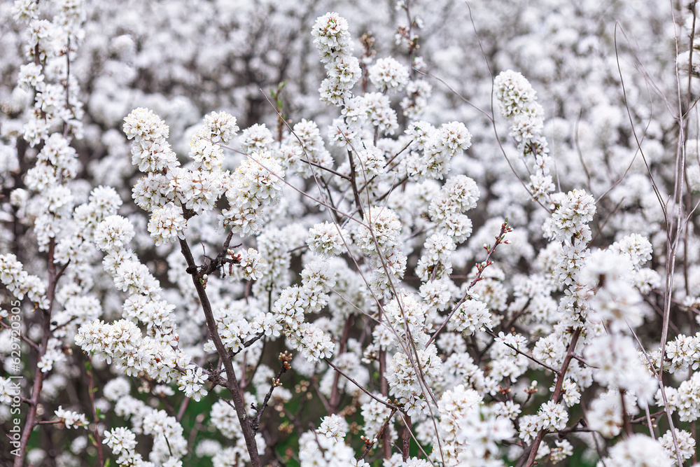 White flowers of a blossoming apricot tree in spring