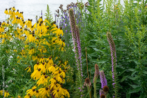 Yellow Coneflowers, Prairie Blazing Star, And Other Wildflowers Growing In The Native Plant Garden In Summer photo