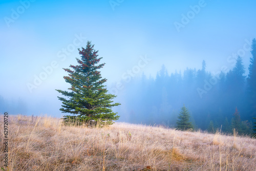 Foggy landscape at dawn. Sunbeams in a valley. Forest in a mountain valley at dawn. Pine trees in the fog. Sunlight in the forest. Wallpaper and background. Alberta, Canada.