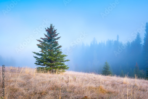 Foggy landscape at dawn. Sunbeams in a valley. Forest in a mountain valley at dawn. Pine trees in the fog. Sunlight in the forest. Wallpaper and background. Alberta  Canada.