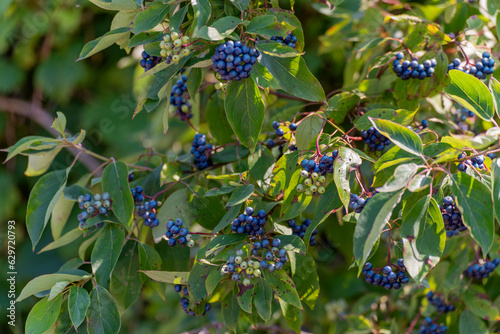 Blue Silky Dogwood Berries Growing On The Shrub in August