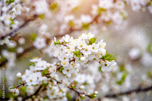 Cherry blossom branch in the garden in spring © licvin