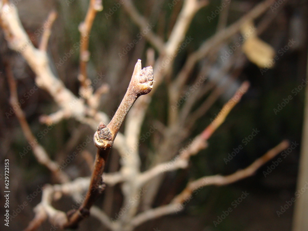 buds of a tree buds of a tree