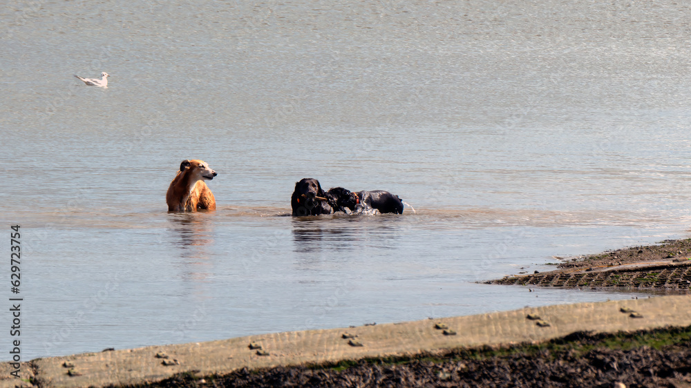 Three Pet dogs playing in the river Three Pet dogs playing in the river