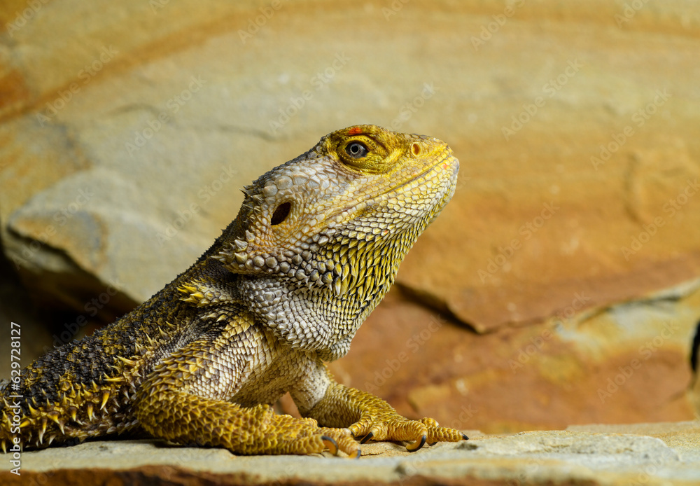 Fototapeta premium bearded dragon lizard on brown stones close-up